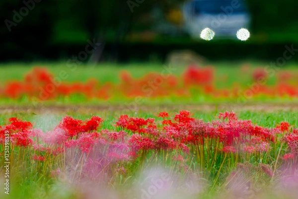 Obraz 彼岸花の咲く風景