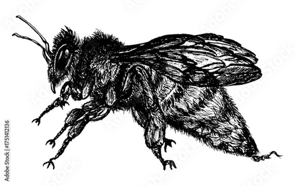 Fototapeta 
Detailed black and white hand drawn bee illustration showing intricate wings and body texture in vintage etching style isolated on white background