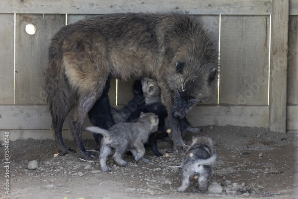 Obraz Grey Wolf (Canis lupus) Mother Nursing Her Pups in Barn