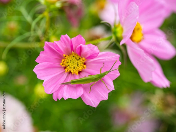 Obraz 秋色ピンクに跳ねる瞬間