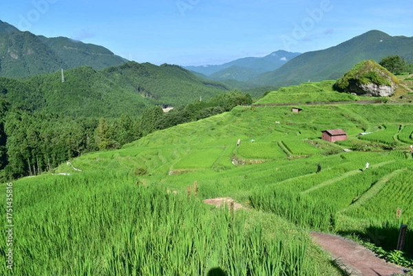 Obraz 三重　三重県　丸山千枚田