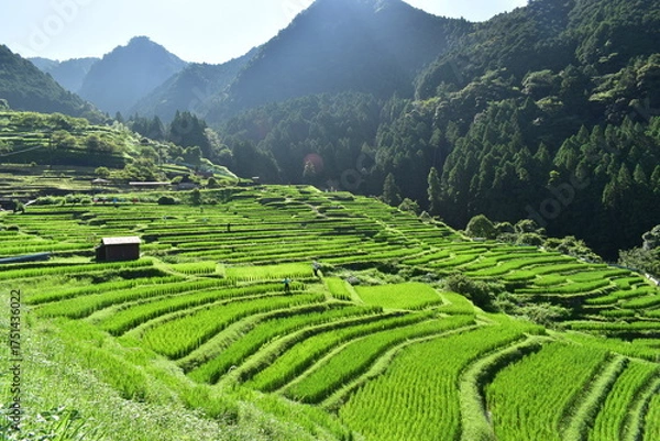 Obraz 三重　三重県　丸山千枚田