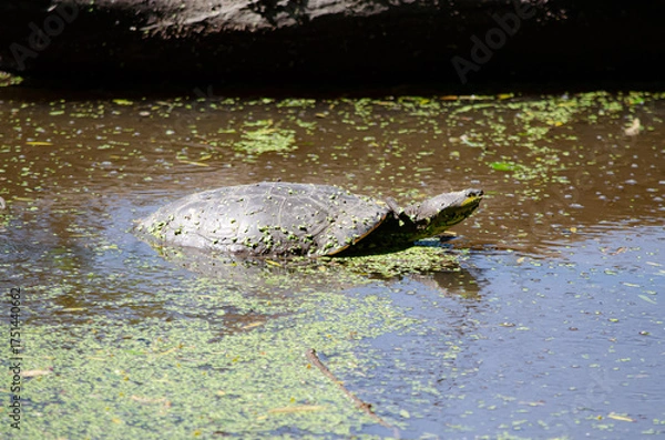 Fototapeta Tortuga Acuatica