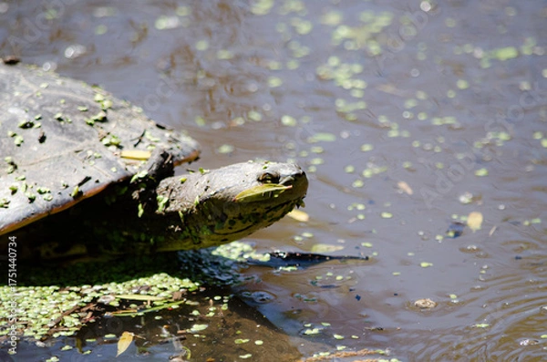 Fototapeta Tortuga Acuatica