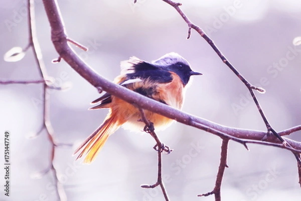 Fototapeta 枝の上で風に吹かれるジョウビタキ