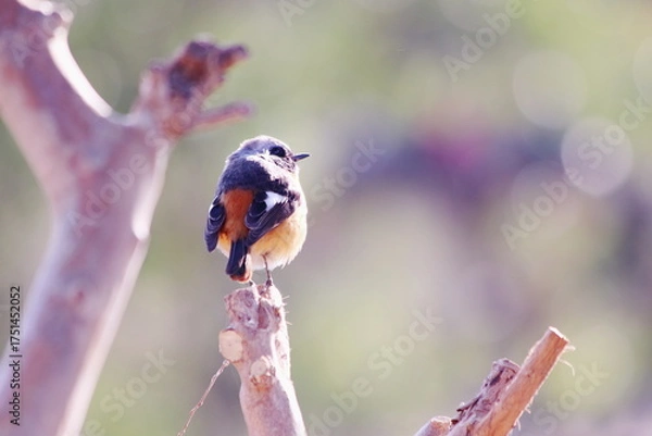 Fototapeta 春の日差しを浴びるジョウビタキ