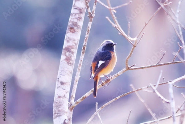 Obraz 美しい背景と枝に止まるジョウビタキ