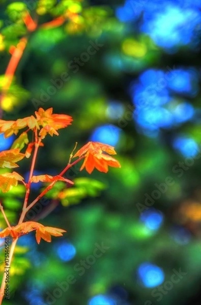 Fototapeta Images of fall aren't always of colorful leaves!....Fall images in Farmer John's fields...