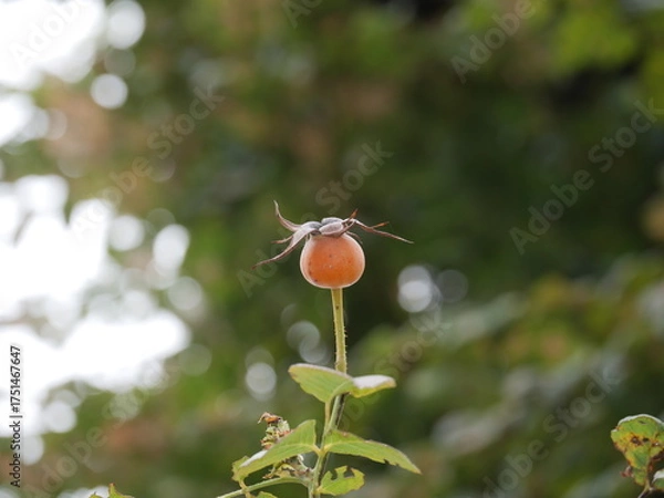 Obraz バラの実（ローズヒップ）