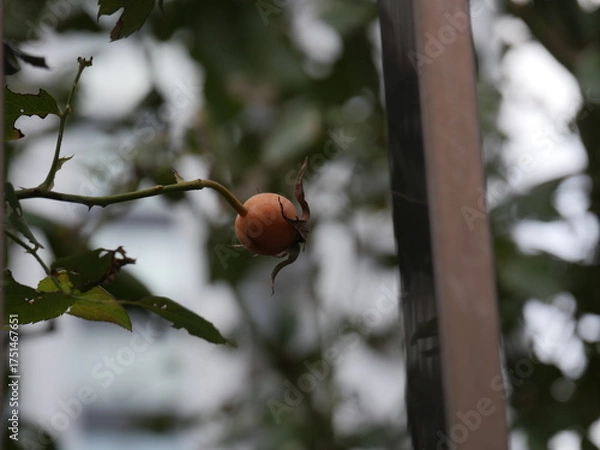 Obraz バラの実（ローズヒップ）