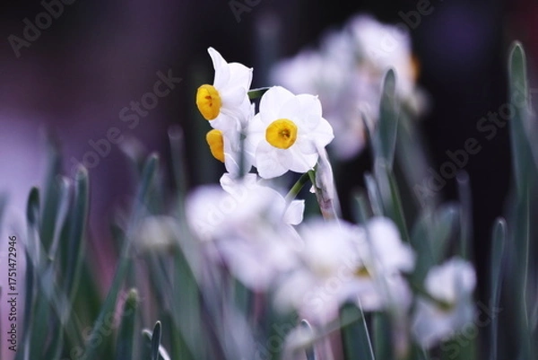 Fototapeta 白い水仙の花