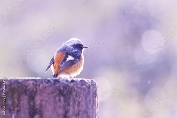 Fototapeta 杭の上にとまる可愛いジョウビタキ