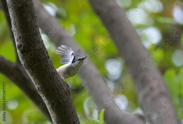 Fototapeta 飛び立つゴジュウカラ