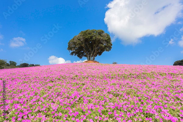 Fototapeta マザー牧場の丘に広がるペチュニアの花畑と青空