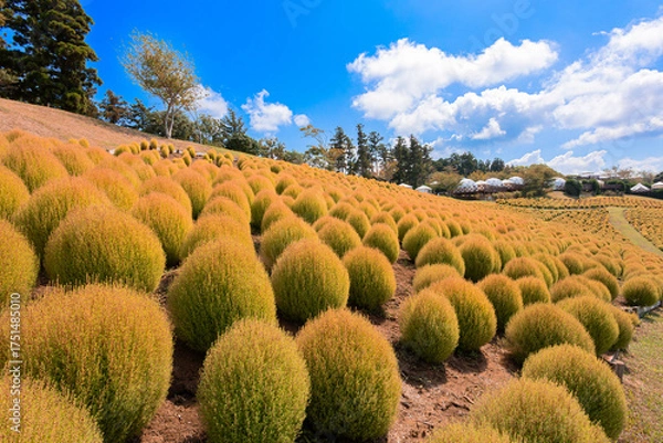 Fototapeta マザー牧場の丘に広がる黄金色のコキアと秋の青空