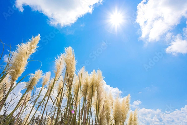 Fototapeta 青空と太陽に照らされるパンパスグラスの穂