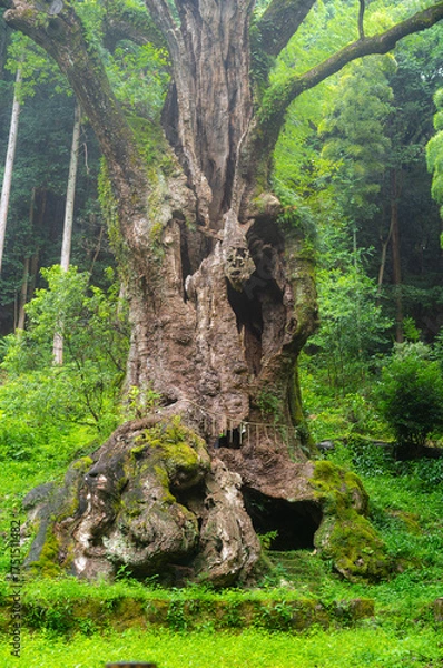 Obraz 1000年の大樹