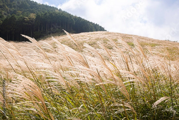 Fototapeta 箱根仙石原すすき草原の秋景色と青空