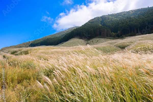 Fototapeta 箱根仙石原すすき草原の秋景色と青空
