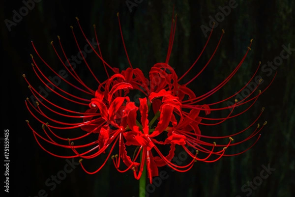 Fototapeta 光に浮かぶ彼岸花（曼珠沙華）のマクロイメージ