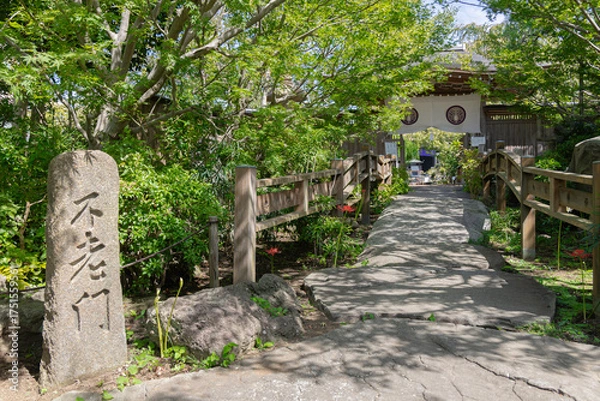 Fototapeta 神奈川県大和市・常泉寺の彼岸花と緑に囲まれた境内の風景