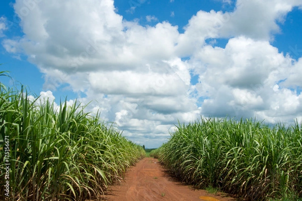 Obraz Sugar cane and mountain farm