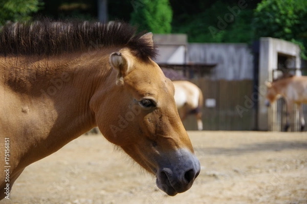 Fototapeta 馬の横顔