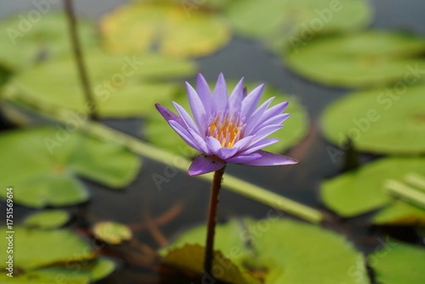 Fototapeta Purple water lily rising from calm waters in elegant meditative bloom