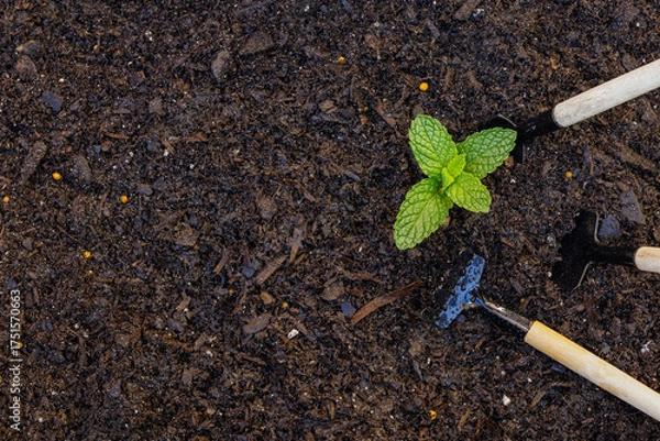 Obraz Close up view of baby plants seedling growing in rich soil, potting mix texture background. Perfect for themes around agriculture, nature, planting, and home gardening etc., 