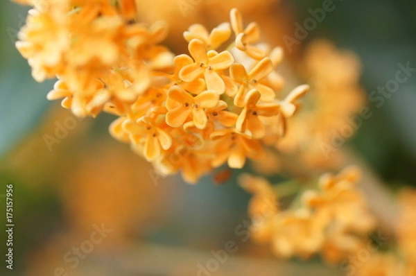 Obraz キンモクセイ