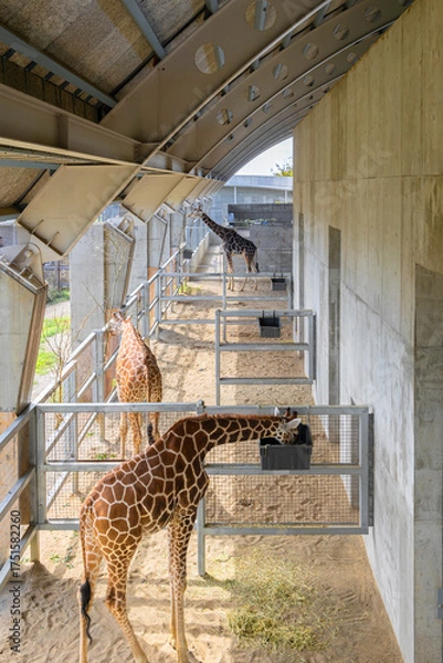 Fototapeta 茨城県・霞ヶ浦ふれあいランドの現代的な建築と動物たち