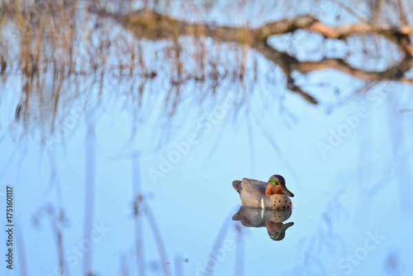 Fototapeta A waterfowl hunter's duck decoy waits to attract its live counterparts to Reflections Lake, Alaska.