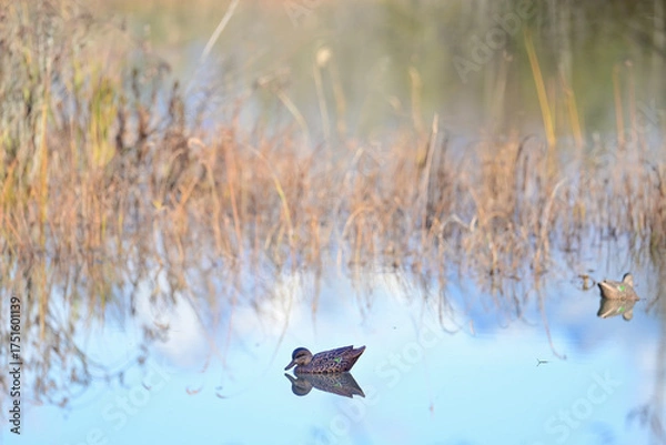 Fototapeta A waterfowl hunter's duck decoys wait to attract their live counterparts to Reflections Lake, Alaska.
