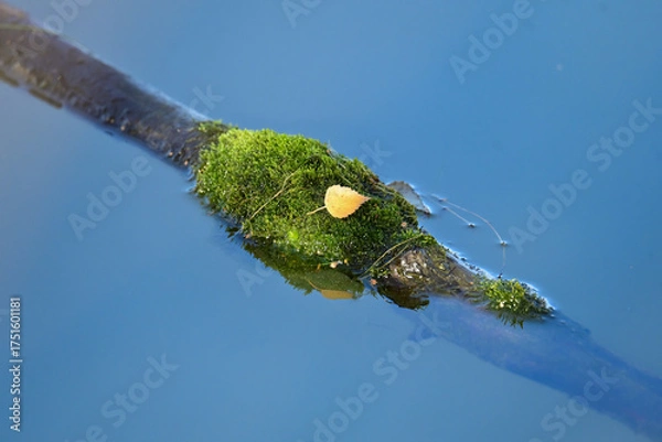 Fototapeta A yellow birch leaf on green moss growing on a log in Alaska's Reflections Lake.