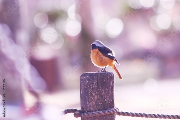 Obraz 杭の上で休むジョウビタキ