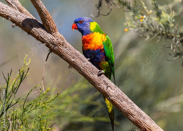 Obraz Wild Rainbow Lorikeet, Trichoglossus moluccanus, feeding nectar in bushland around Perth, Western Australia