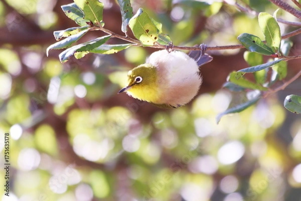 Fototapeta 美しい緑の背景とメジロ
