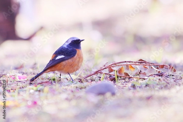Fototapeta 地面に降りて空を見上げるジョウビタキ