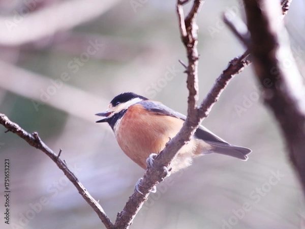 Obraz 口を開けて鳴くヤマガラ