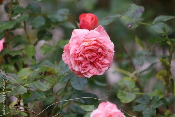 Obraz Large pink rose with red bud foreground
