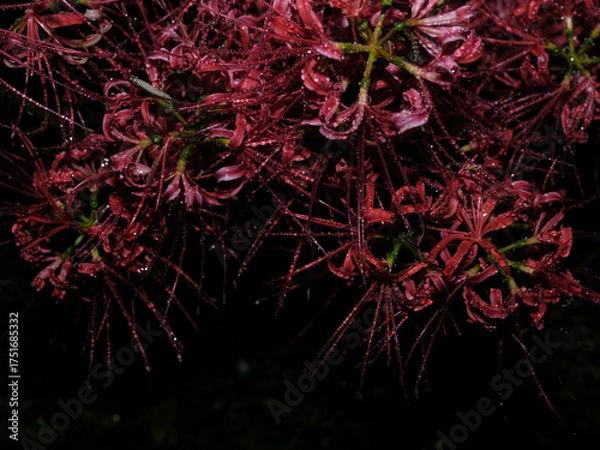 Fototapeta 不安の花