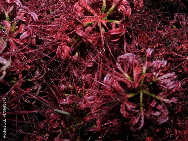 Fototapeta 不安の花