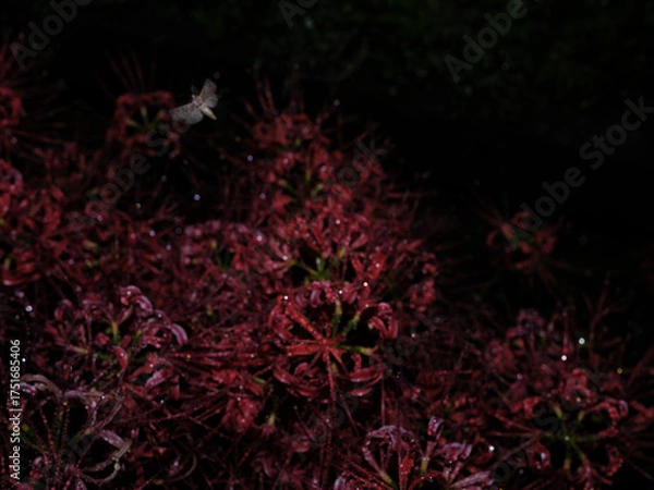 Fototapeta 不安の花