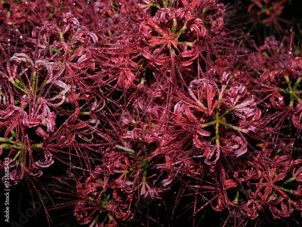 Fototapeta 不安の花