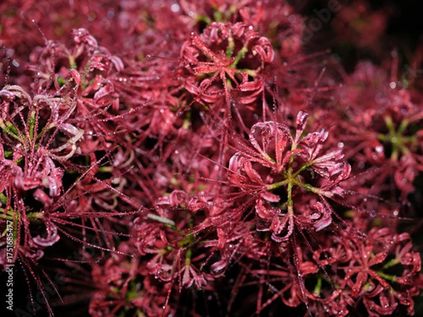 Fototapeta 不安の花