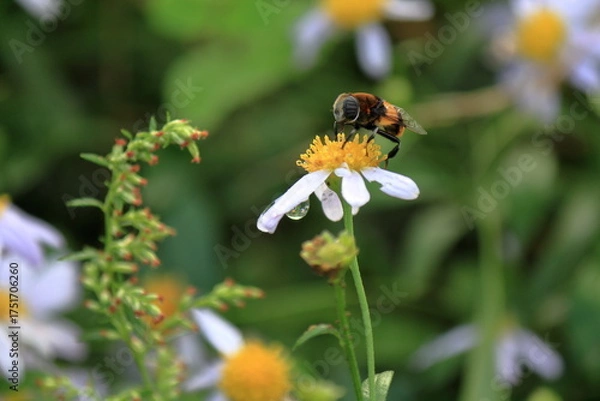 Obraz 花の蜜を吸う蜂