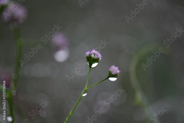 Obraz あぜ道に咲く可愛い野草