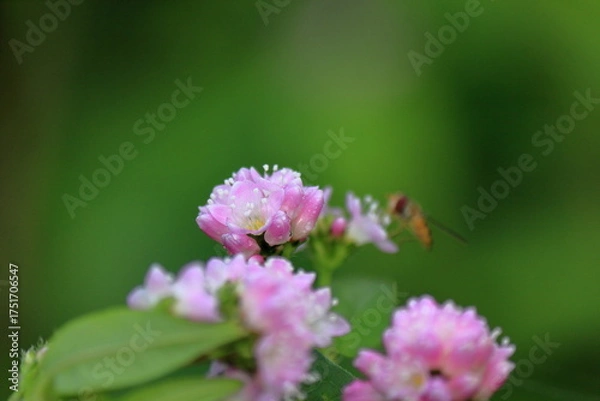 Obraz あぜ道に咲く可愛い野草