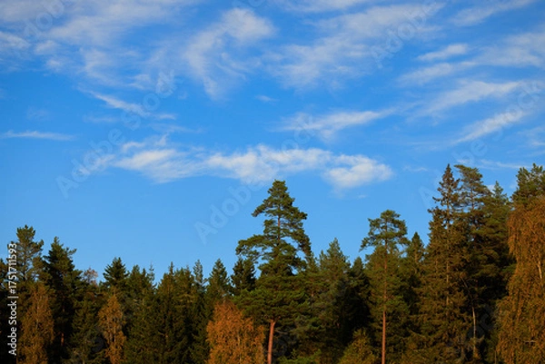 Fototapeta forest and sky