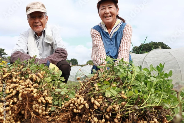 Obraz 落花生の収穫　シニア夫婦